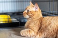 Domestic ginger cat at home portrait closeup