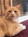Domestic ginger cat with left pupil dilated with atropine to help treat uveitis