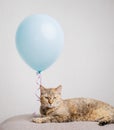Domestic ginger cat lies next to a blue balloon on a sofa.