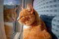 Domestic ginger cat looking out of a window