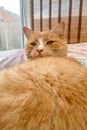 Domestic ginger cat