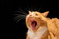 Domestic ginger cat with a roar yawn Royalty Free Stock Photo