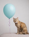 Domestic ginger cat sitting together with a balloon.