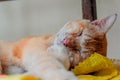 Domestic ginger cat is sleeping with a swollen nose due to pus and abscess from infected cut on head stock photo