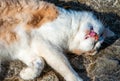 Domestic ginger cat with a white neck and white paws sleeps