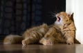 Domestic ginger cat yawn in his home Royalty Free Stock Photo