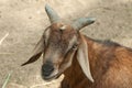 Domestic Goat