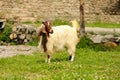 Domestic Goat Royalty Free Stock Photo