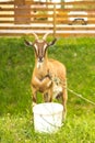 Domestic goat with big horns in nature Royalty Free Stock Photo