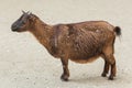 Domestic goat Capra aegagrus hircus. Royalty Free Stock Photo