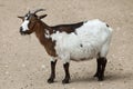 Domestic goat Capra aegagrus hircus. Royalty Free Stock Photo