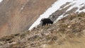 One Black Goat Grazing on Mountain Slope in Winter