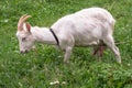 White domestic goat, feeding on fresh grass in Russian outback.