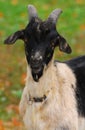 The domestic goat Capra aegagrus hircus Royalty Free Stock Photo