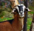The domestic goat Capra aegagrus hircus Royalty Free Stock Photo