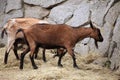 Domestic goat (Capra aegagrus hircus).