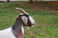 Domestic Goat at children`s petting zoo.