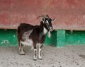 domestic goat closeup