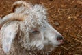 Domestic goat closeup portraitat children`s petting zoo