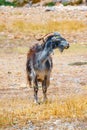 Domestic goat on Crete Royalty Free Stock Photo