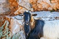 Domestic goat Royalty Free Stock Photo