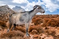 Domestic goat on Crete island, Greece