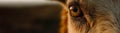 Domestic goat eye close up, ai generated banner idea with copy space, pet care Royalty Free Stock Photo