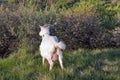 Domestic goat with a full udder in pasture spring orchard