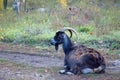 Domestic goat graze in the autumn forest.