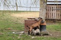 Domestic goat with her kids on the farm. Royalty Free Stock Photo