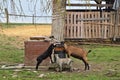 Domestic goat with her kids on the farm. Royalty Free Stock Photo