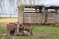 Domestic goat with her kids on the farm. Royalty Free Stock Photo