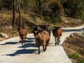 Domestic goat herd going along mountain road Royalty Free Stock Photo