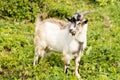 Domestic Goat With Horns On Field In Village Royalty Free Stock Photo