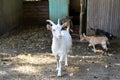 Domestic goat and its offspring in a rural household