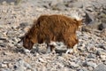 Domestic goat with a long brown goatskin