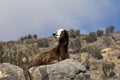 Domestic goat with a long brown goatskin