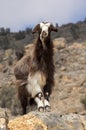 Domestic goat with a long brown goatskin