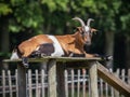 Domestic Goat lying