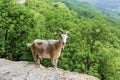 Domestic goat on the rocks in Mezmay, Krasnodar region, Royalty Free Stock Photo