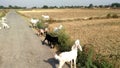 Goats flock close up