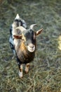 Domestic Goat Standing in a Farm Pen With Fresh Straw Bedding In The Daytime Royalty Free Stock Photo