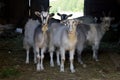 Domestic goats Royalty Free Stock Photo