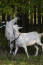 Domestic goats