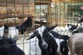 domestic goats in a contact zoo, life in captivity, a black goat eating a carrot, a goat on a livestock farm, a Royalty Free Stock Photo