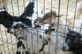 domestic goats in a contact zoo, life in captivity, a black goat eating a carrot, a goat or sheep in a pen, a Royalty Free Stock Photo