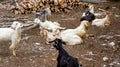 Domestic Goats in the countryside Royalty Free Stock Photo