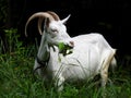 Domestic goats eat in the meadow in clear weather