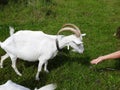 Domestic goats eat in the meadow in clear weather Royalty Free Stock Photo