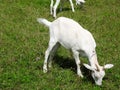 Domestic goats eat in the meadow in clear weather Royalty Free Stock Photo